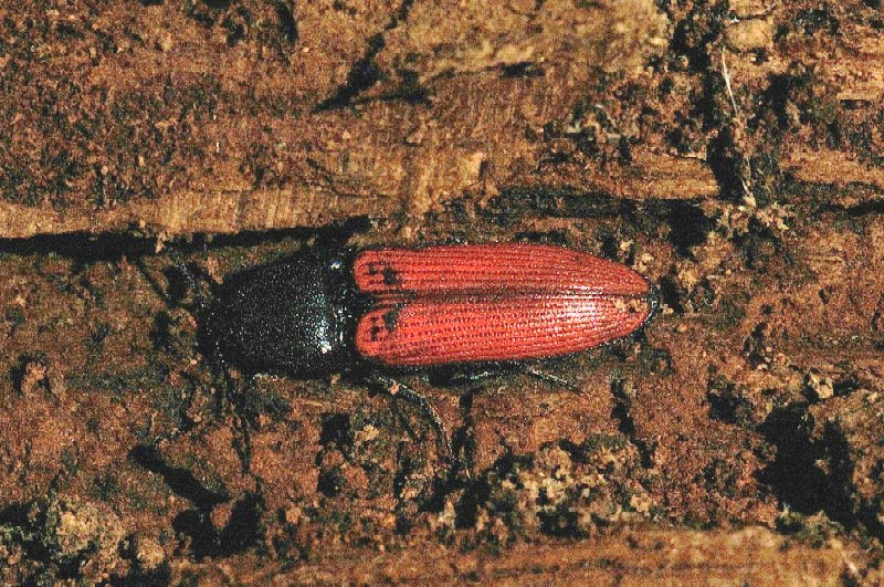 Elateridae: Ampedus sp.